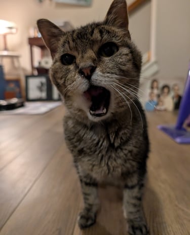 Elderly cat sitting client, Jersey, is waiting on her food and letting me know she is ready to eat!