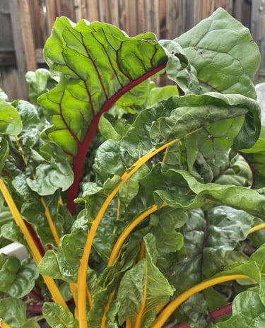 The beautiful colors of Swiss chard.