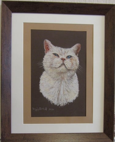Commissioned portrait of cream, English shorthair cat, taken from owner's photograph, drawn in soft pastel