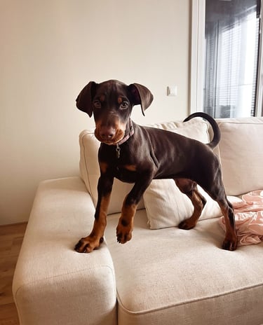 Puppies for Sale 