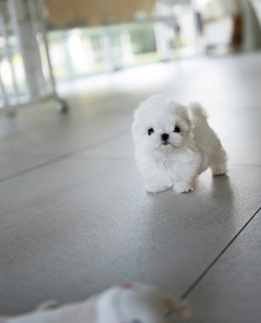 Puppies for Sale 