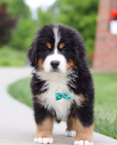 Puppies for Sale 