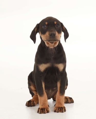 Puppies for Sale 