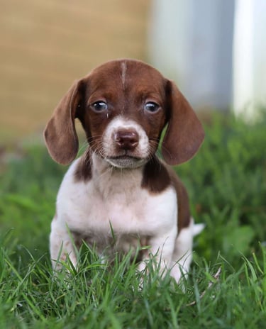 Puppies for Sale 