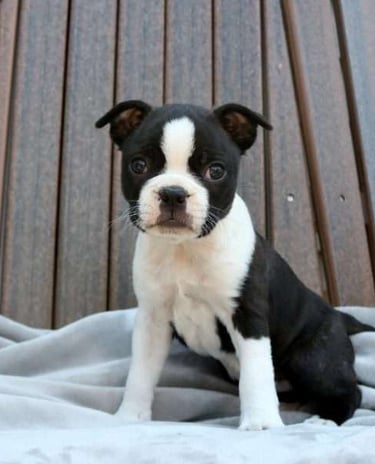 Puppies for Sale 