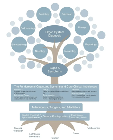 Image of functional medicine tree chart.