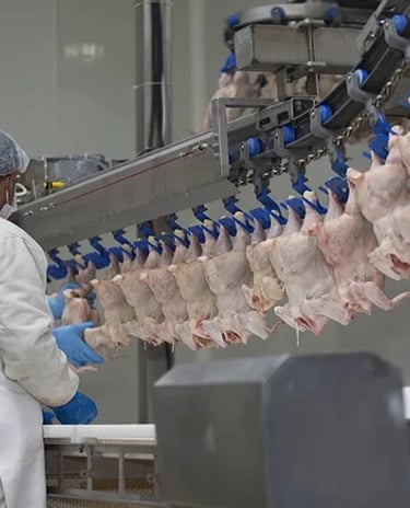 Halal frozen chicken for sale