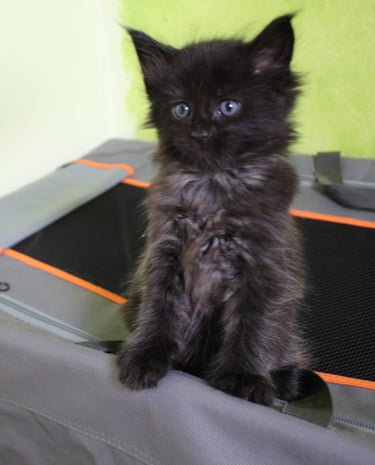 a black kitten sitting on top of a suitcase