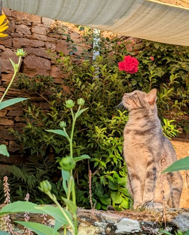 un chat assis sur un mur de pierre à côté d'une fleur