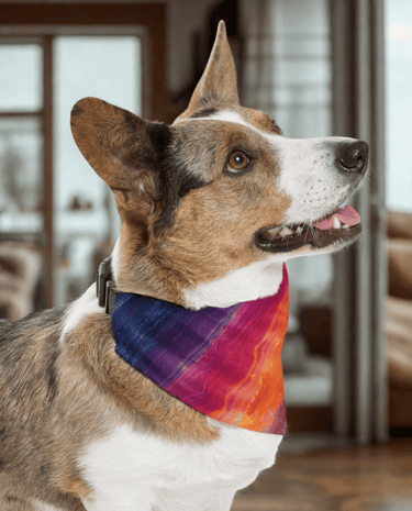 dog wearing bandana collar