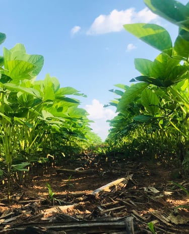 Safra de Soja - Fazenda Iowa Mato Grosso