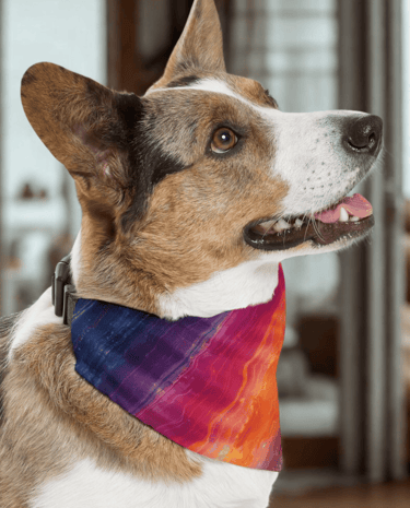 a dog wearing a bandana collar