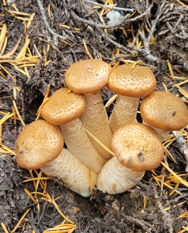 a group of mushrooms growing from a mushroom hole