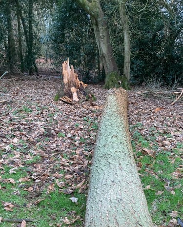 Storm damaged tree cut up and removed