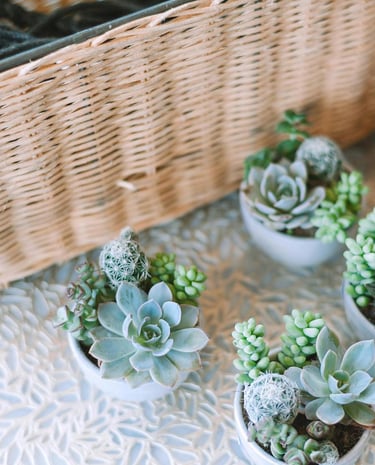 Dekorativer Korb mit grünen Sukkulenten daneben.