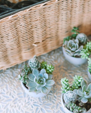 Decorative basket with green succulents placed beside it.