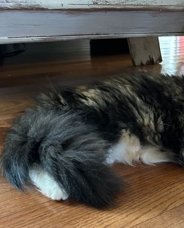Paris, the face of "The Purring Paintbrush"