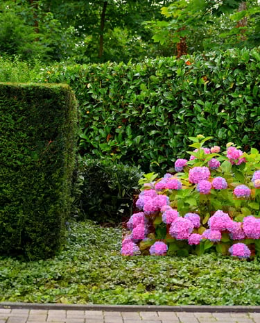 Colourful planted flowers in a Norwich garden