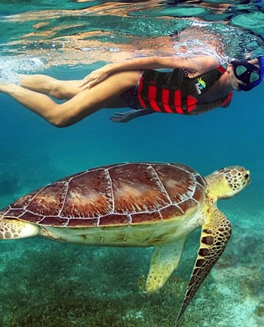 Tour Snorkel Tortugas desde Cancun