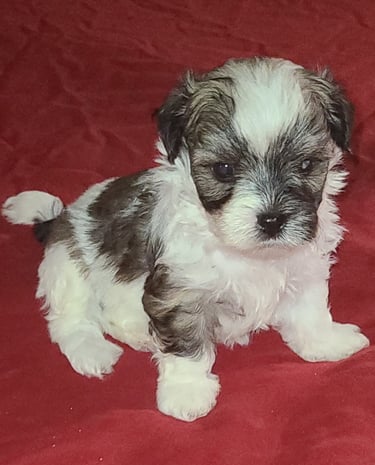 Beautiful Male Mal-Shi Puppy sitting with a red background.