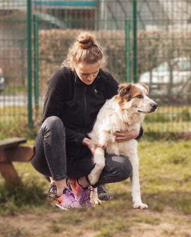 Ostéopathe animalier en Belgique