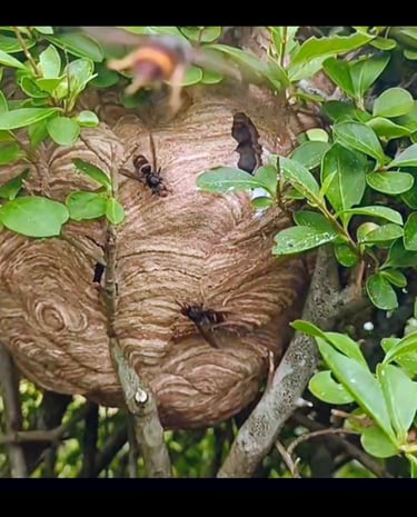 destruction nids frelon asiatique Le Havre 76