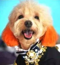 poodle-vs-maltipoo