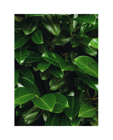 a green plant with green leaves on it