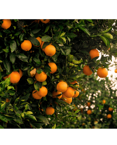 a bunch of oranges hanging from a tree