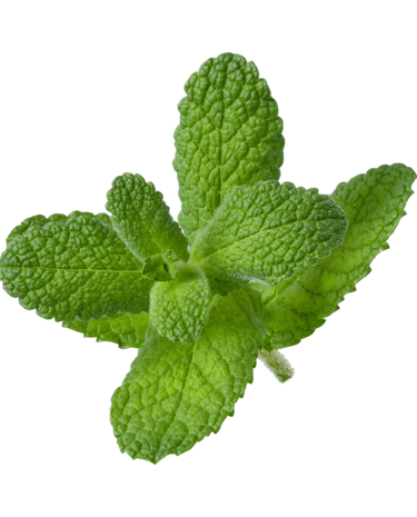 a single leaf of minty minty mint leaves