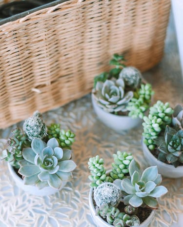 Decorative basket with green succulents placed beside it.