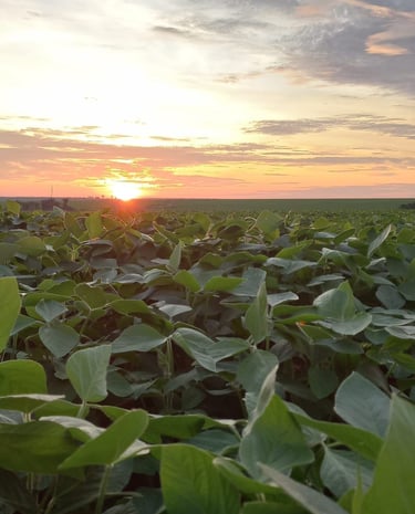 Plantação de Soja ao Pôr do Sol - Fazenda Iowa Mato Grosso