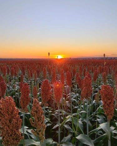Plantação de Sorgo ao Pôr do Sol - Fazenda Iowa Mato Grosso