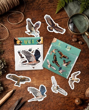 stickers aves rapaces pegatinas