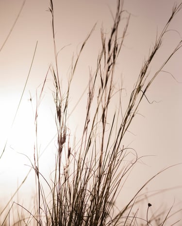 Graeser zum Sonnenuntergang nach Trauerfeier