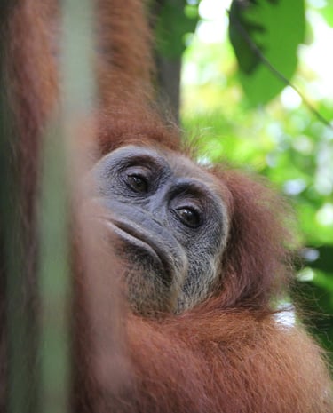 Sumatra Trip About Orangutan Bukit Lawang Trekking