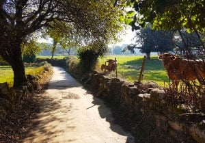 Cows on the Camino