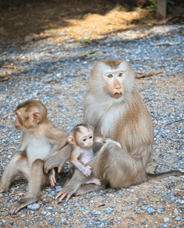 Photo d'une famille de singes évoquant la famille de Nadège AVIT