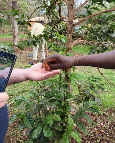 two hands placing a bean on one hand