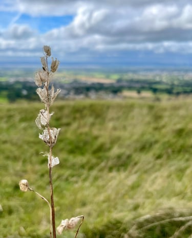 Dried wildflower stem in a grassy meadow with a scenic valley view under a cloudy blue sky.