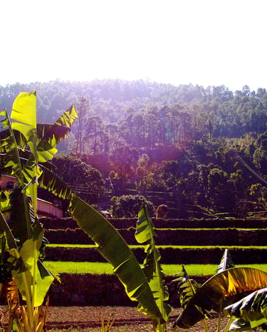 campi coltivati nella giungla di Hairakhan