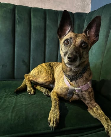 Idilio Café Restaurante Calarcá Quindío somos Pet Friendly puedes traer tu mascota