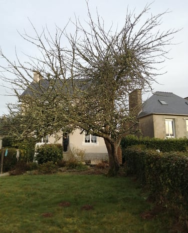 pommier avant la taille