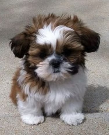 Brown and White Teacup Mal-Shi puppy sitting on floor staring at pic taker