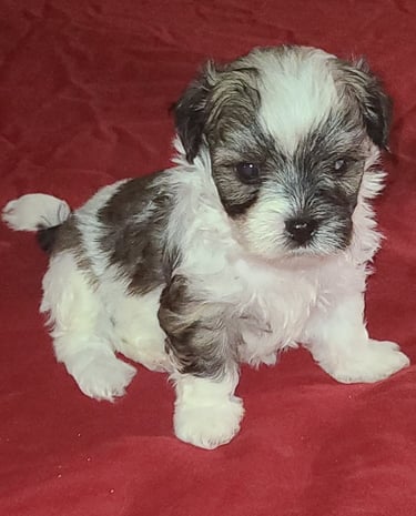 Beautiful Male Mal-Shi Puppy sitting with a red background.