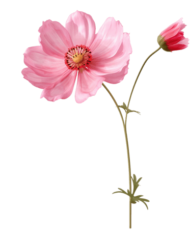 pink flower png on a transparent background