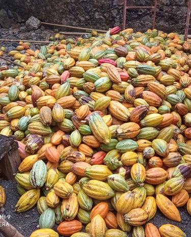 a pile of cocoa pod