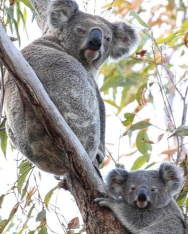 Koala and young Joey in a gum tree