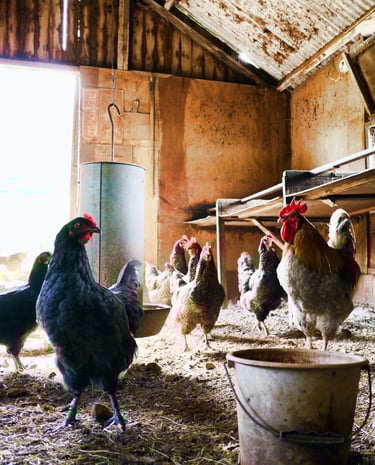 livestock farming producing methane