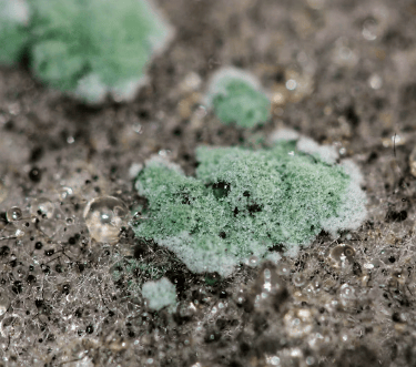 Macro shot of green fuzzy mold and spores growing on a damp grey fabric surface.